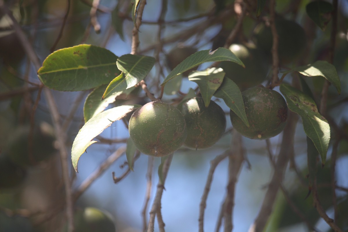 Shirakiopsis indica (Willd.) Esser